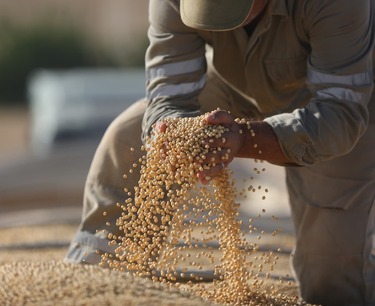 World grain market: prices for wheat, corn and soybeans rose on Wednesday