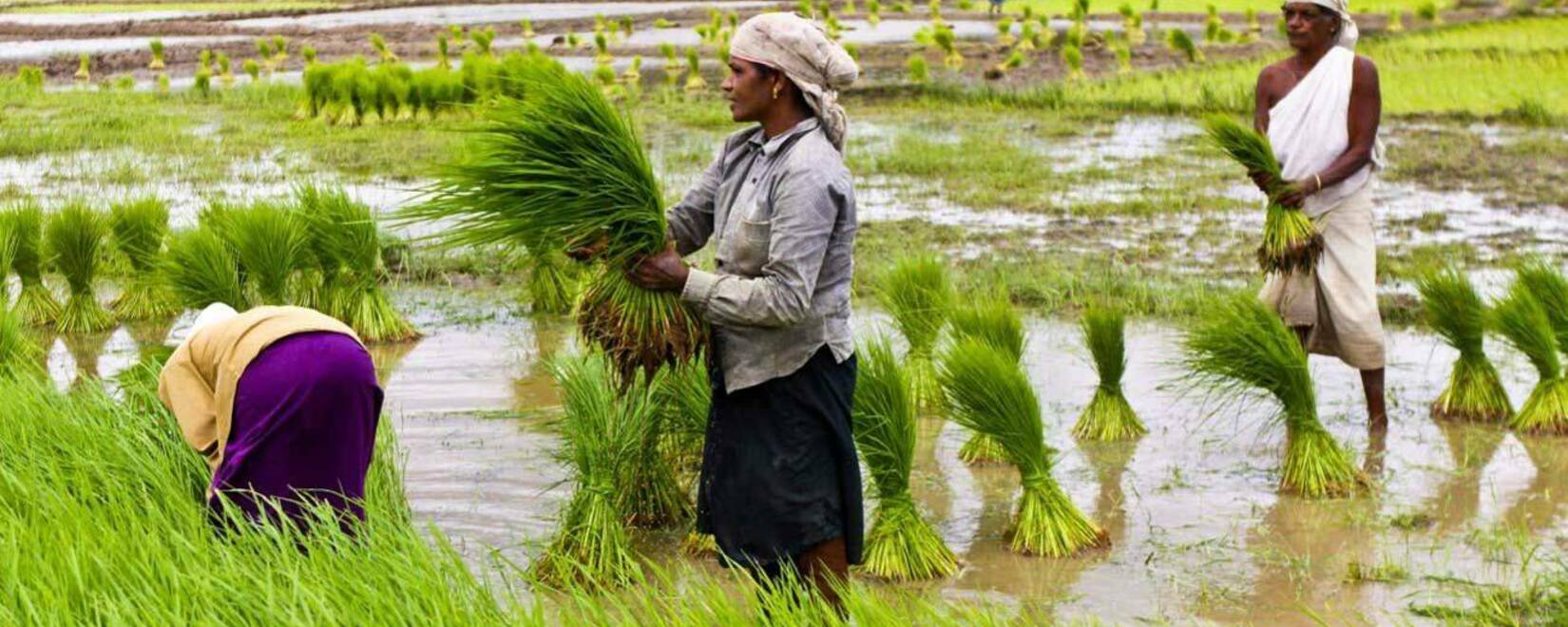 Индия согласилась возобновить экспорт риса в Сингапур после запроса на 110 тысяч тонн.