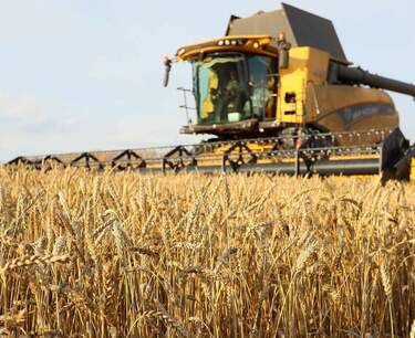 World grain market: French wheat fell in price on Monday