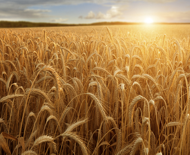 «Русагротранс» фиксирует дальнейший рост цен на пшеницу из РФ в портах и на экспорт
