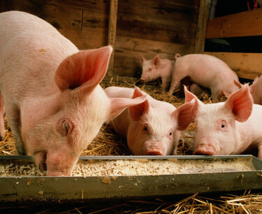 "Russian pig farmers will start exporting pork to China after long negotiations."