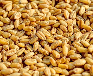 埃及的小麦进口在半年内增长了28.3%：原因和影响。
