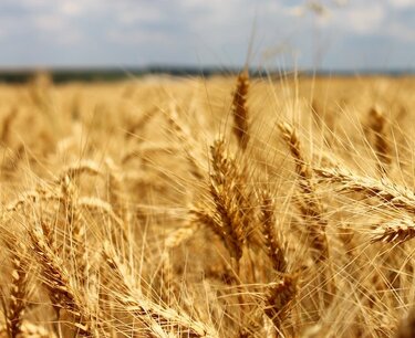 Закупка пшеницы в Иордании