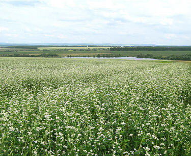 "Buckwheat from the Altai region: the king of large grains on the Russian market"