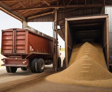 Алжир успешно завершил тендер на закупку пшеницы