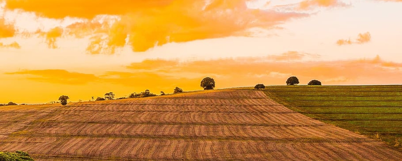 Урожай озимых зерновых культур 2024 года: вызовы и перспективы для фермеров