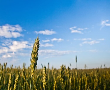 Китай лишь откладывает закупку австралийской пшеницы, не снимает ее с плана, — аналитики.