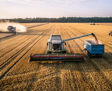 阿根廷开始小麦收获