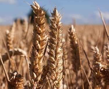 Положение пшеницы в США: рост засевов в Канзасе и Техасе, снижение в Оклахоме, улучшение в Колорадо