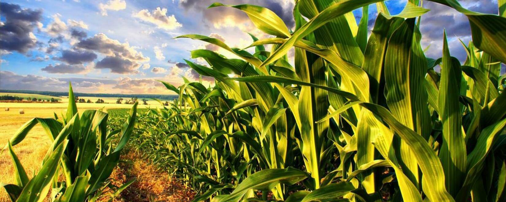 Сокращение прогноза производства сои и кукурузы в Бразилии