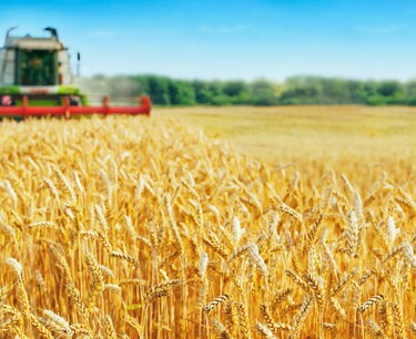 Развитие зернового и масличного производства в Шотландии: тенденции и вызовы