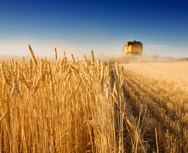 Цены реализации зерна в РФ уже "массово ниже себестоимости"