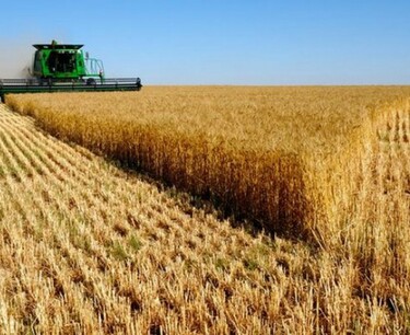Experts lowered the forecast for wheat production in the EU