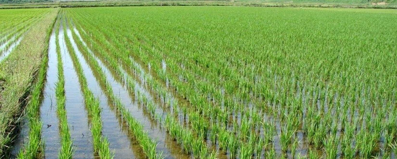 Развитие производства и экспорта риса в России