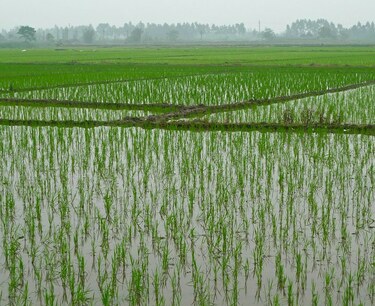 达吉斯坦一半以上的地区种植了水稻
