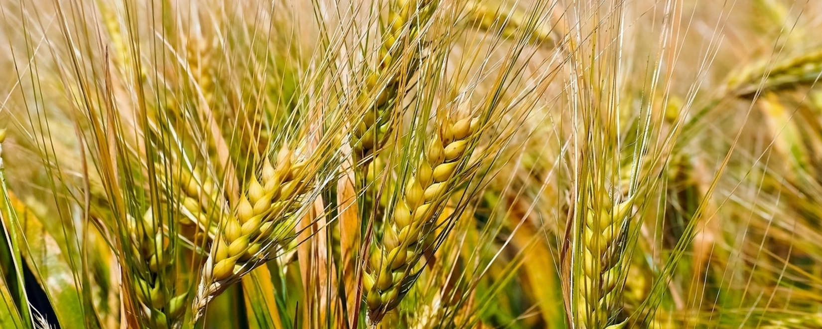 Египет готов экспортировать пшеницу из России в арабские страны, пишут СМИ