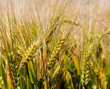 Египет готов экспортировать пшеницу из России в арабские страны, пишут СМИ