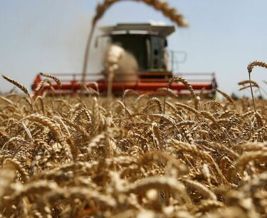 Казахстан наращивает поставки пшеницы в Узбекистан