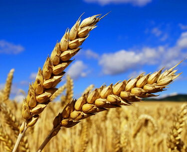 Rains in Argentina will improve the condition of wheat crops