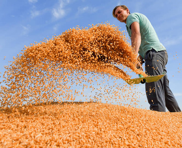 Снижение экспортных цен на пшеницу может привести к остановке продаж