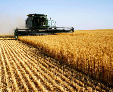 Китай и Индонезия останутся крупнейшими покупателями пшеницы