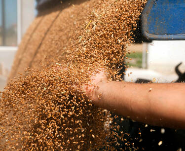 Siberian farmers increased buckwheat exports