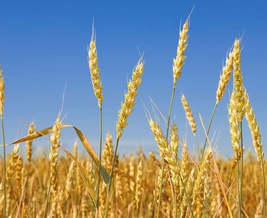 Пшеница стала исключением в списке импортируемых Китаем из России товаров