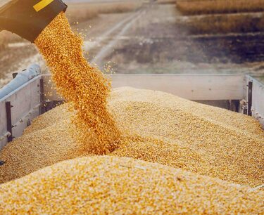 Экспортные пошлины на пшеницу и кукурузу вырастут