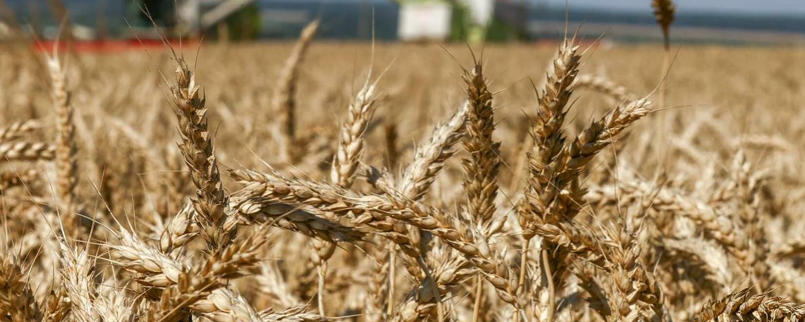 The Union of Exporters named the main buyers of Russian wheat in July-August