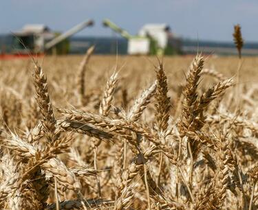 Союз экспортеров назвал основных покупателей российской пшеницы в июле-августе