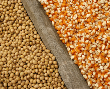 巴西2023/24年度可能減少玉米播種面積並增加大豆播種面積