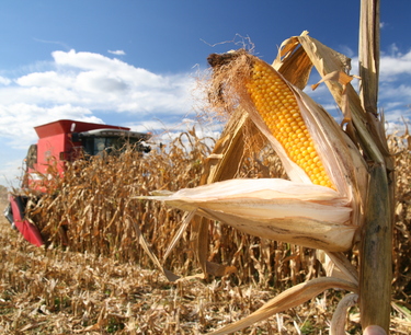 В США началась уборка кукурузы