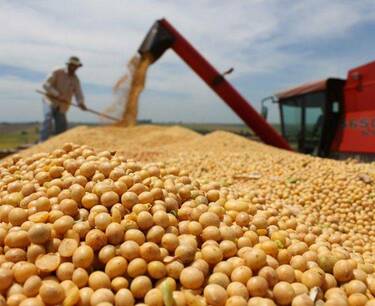 China has stepped up the pace of soybean processing