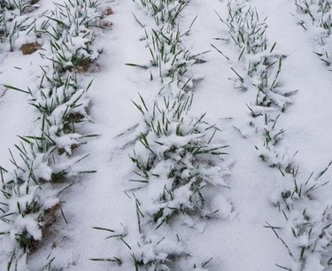 異常霜凍引發對冬季作物狀況的擔憂