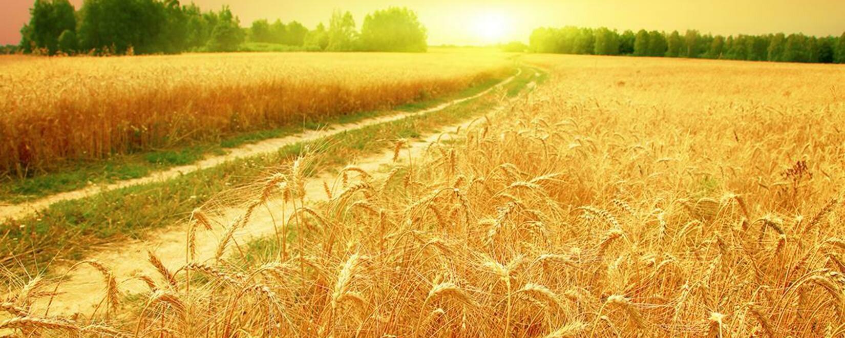 Рост экспорта пшеницы Казахстана на 21%