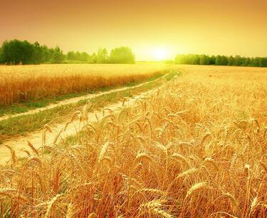 Рост экспорта пшеницы Казахстана на 21%