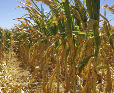 Засуха грозит возобновлению производства кукурузы в ЕС