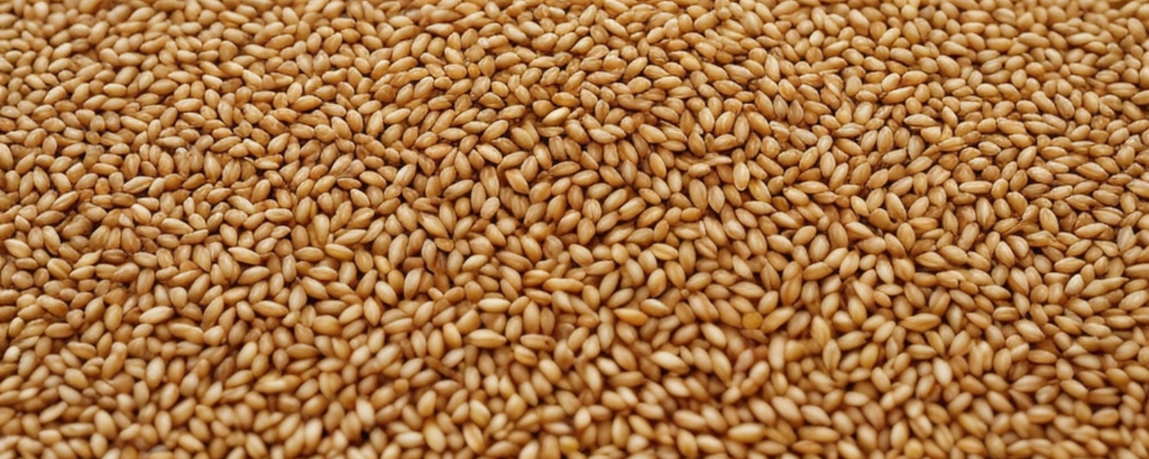 Потенциал Казахстана: огромные запасы пшеницы - более 12 млн тонн