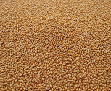 哈萨克斯坦的潜力：小麦储量巨大——超过1200万吨