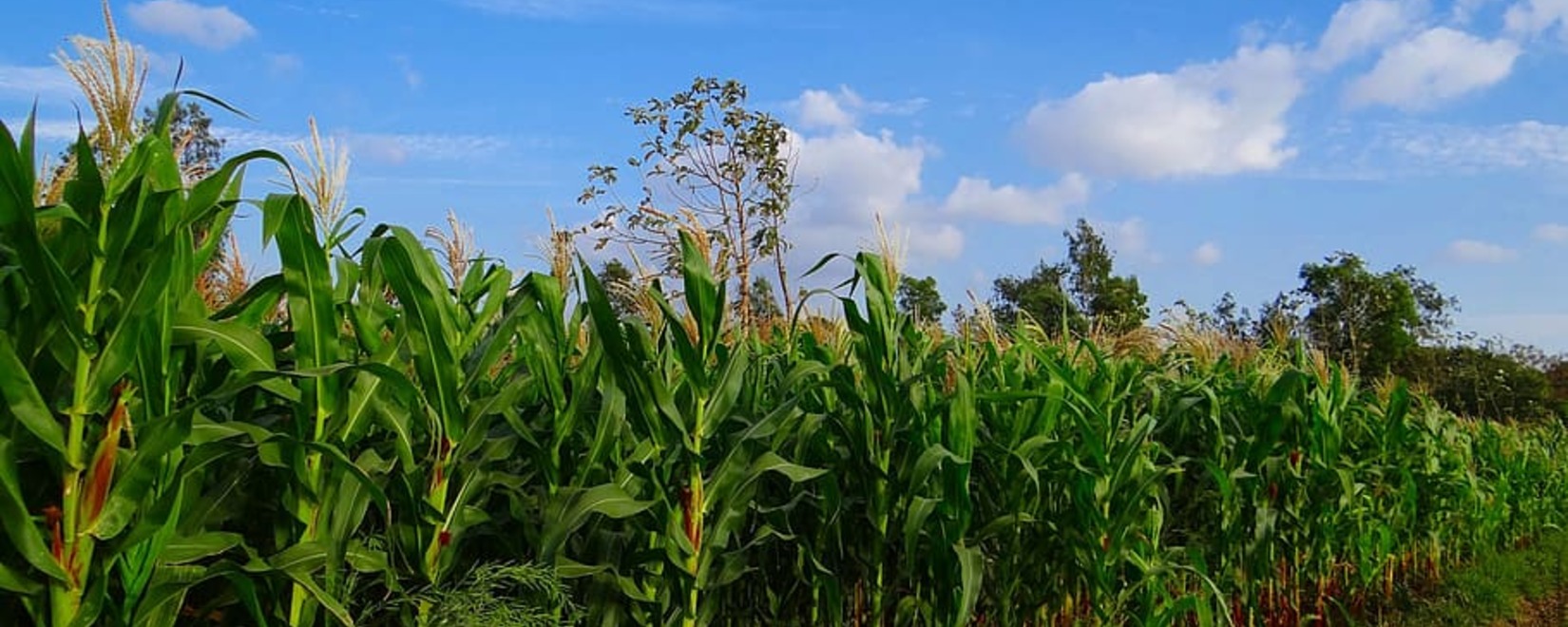 Бразилия продолжает лидировать в поставках кукурузы в Китай