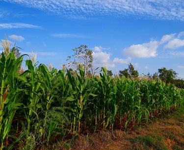 Бразилия продолжает лидировать в поставках кукурузы в Китай