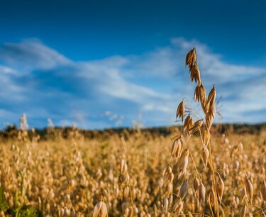 Котировки зерна на мировых биржах падают: кукуруза, пшеница, овес - обновление на 16.01.2024