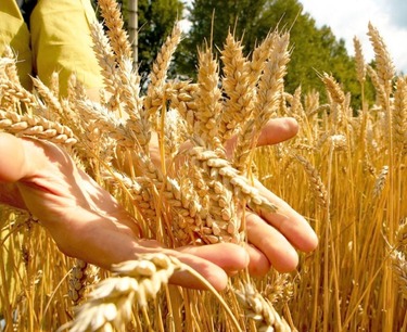 Явление Эль-Ниньо может улучшить условия для урожая пшеницы дурум в средиземноморских странах