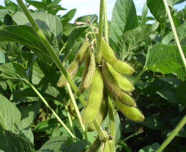 China prefers Russian soy due to competitive prices.
