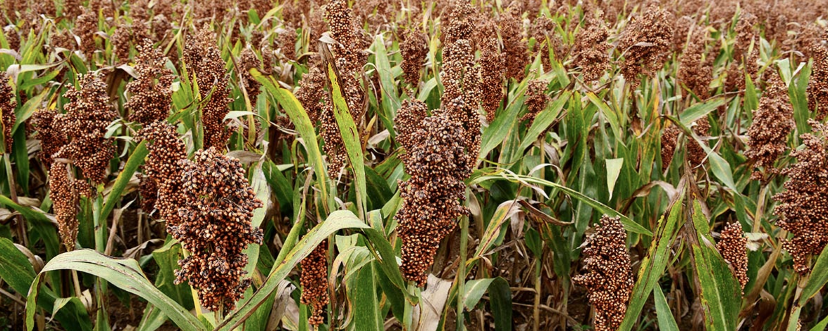 What is happening with the millet and millet market?
