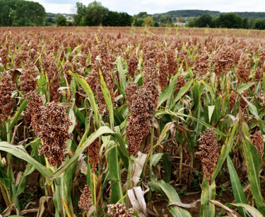What is happening with the millet and millet market?