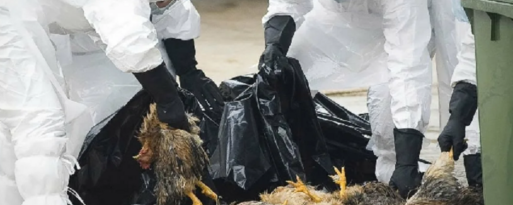 Эпидемия гриппа птицы в Британии: уничтожение животных и новые стратегии безопасности на фермах