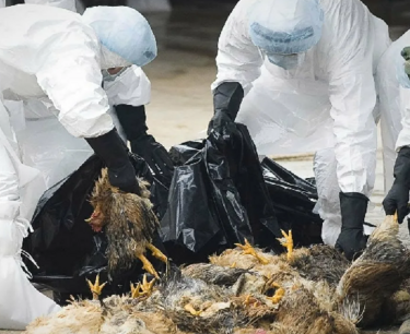 Avian flu epidemic in Britain: culling of animals and new safety strategies on farms.