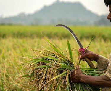 Сокращение экспорта риса из Индии