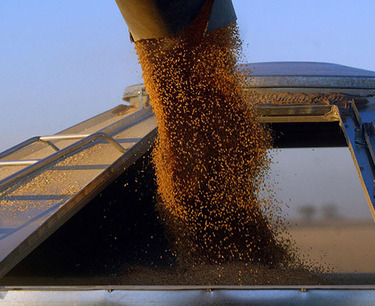 Правительство РФ утвердило квоту экспорта зерна в размере 25,5 миллиона тонн